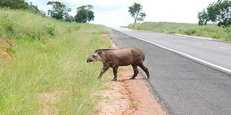 Concessionárias investem na preservação da fauna nas rodovias de SP