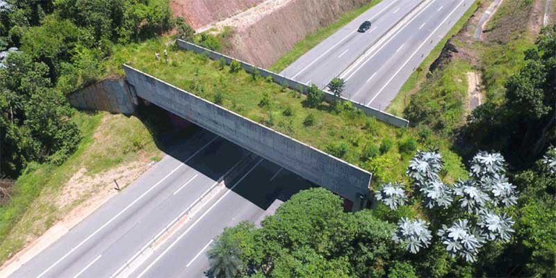 Passagem de fauna localizada na rodovia dos Tamoios na altura da cidade de Paraibuna (Divulgação/Dersa)