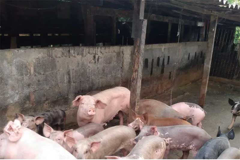 Força-tarefa resgata 146 animais entre porcos e aves vítimas de maus-tratos no litoral de SP