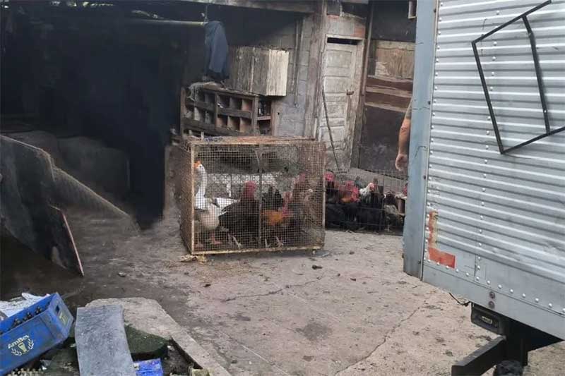 Equipes da GCM compareceram no local e encontraram 76 porcos e 70 aves, entre galinhas e patos. — Foto: Prefeitura de São Vicente