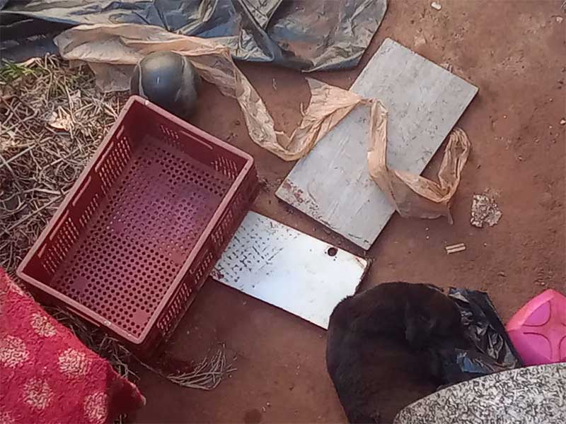Casa abandonada em Sumaré (SP) tem ossadas, gatos e calopsitas mortas; cão é resgatado debilitado