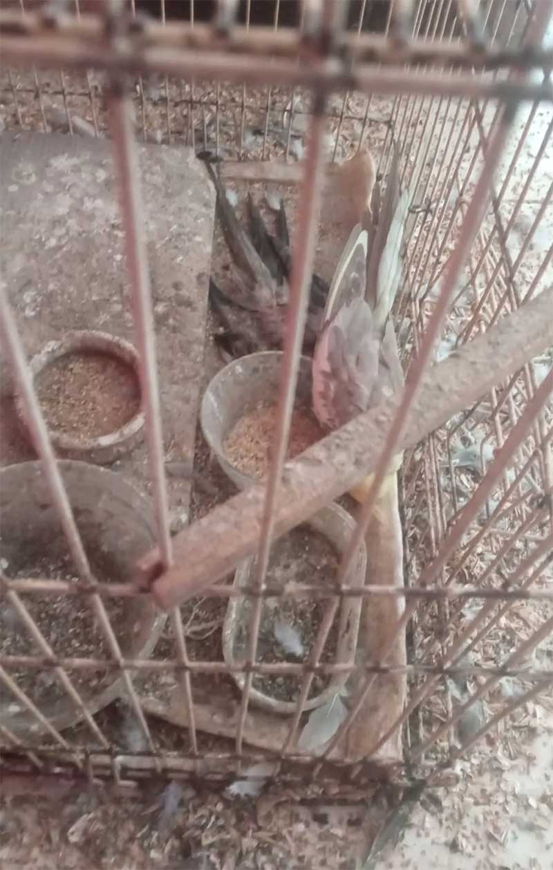 Policiais encontraram duas calopsitas mortas em gaiola na sala da residência abandonada em Sumaré (SP) — Foto: Arquivo pessoal