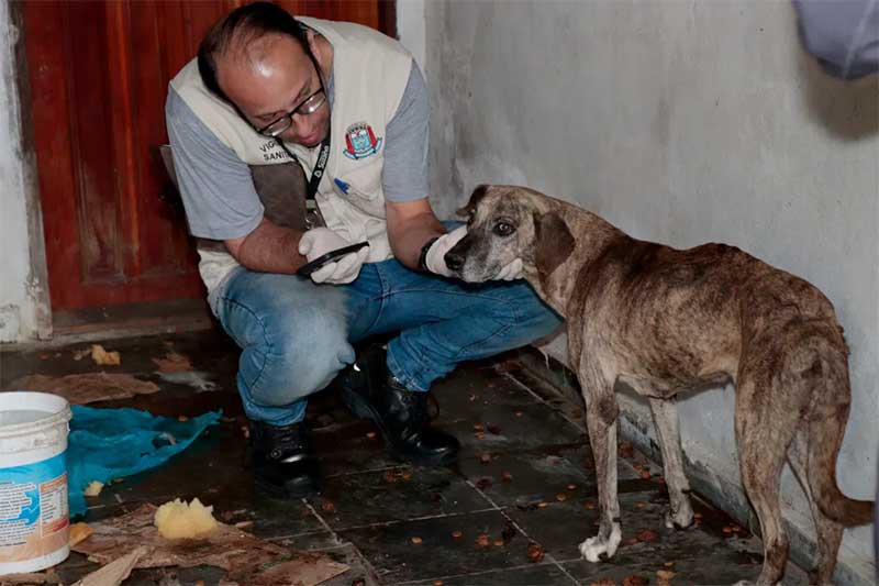 Cães em situação de abandono em residência são resgatados em Suzano, SP