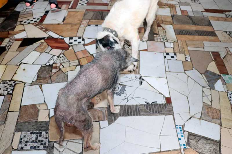 Cães vítimas de maus-tratos são resgatados pela Secretaria do Meio Ambiente de Suzano, SP