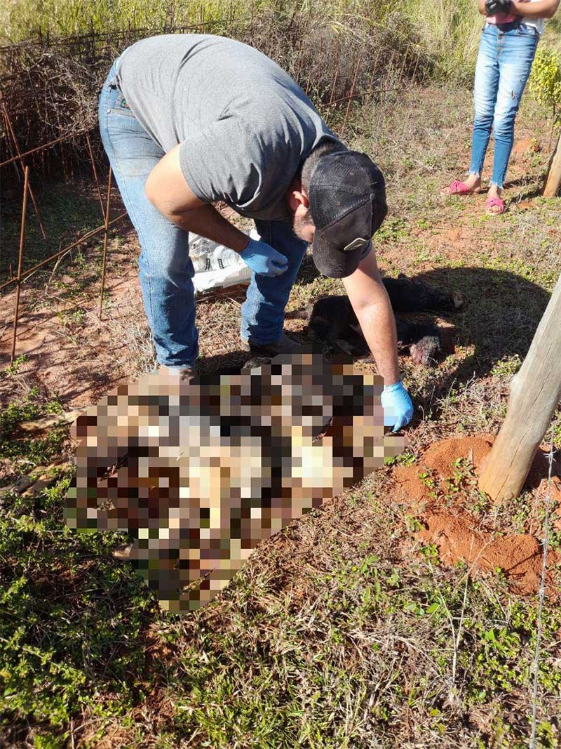 Homem é acusado de matar 4 cães da companheira em Valentim Gentil, SP