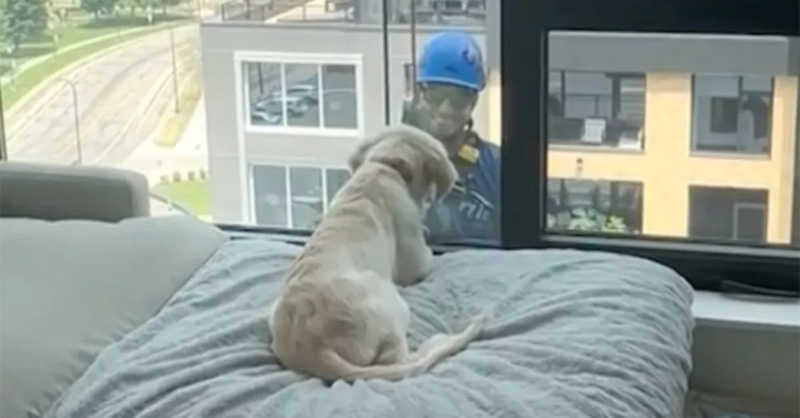 Cão faz amizade com limpador de janelas do prédio e fica triste quando ele desaparece