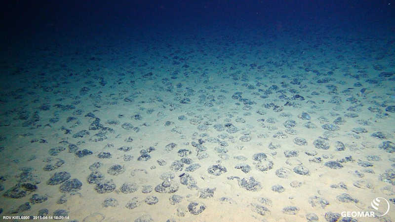 Nódulos de manganês no leito sedimentoso da Zona de Clarion-Clipperton, Oceano Pacífico. Foto: ROV KIEL 6000 / Geomar Bilddatenbank