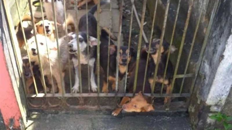 Polícia investiga maus-tratos contra animais em imóvel com 20 cães em Maceió, AL