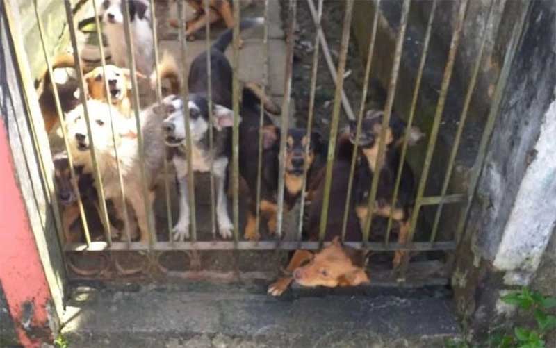 Polícia investiga maus-tratos contra animais em imóvel com 20 cães em Maceió, AL