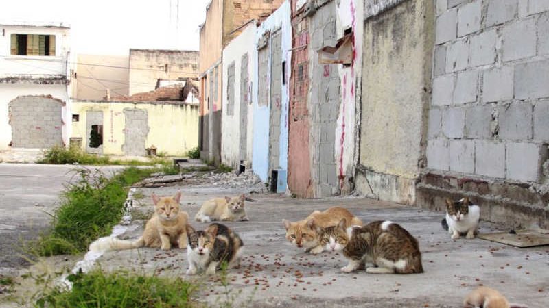 ONG denuncia abandono de mais de 1.100 animais pela Braskem em Maceió, AL