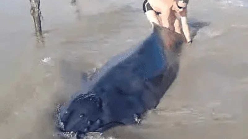 Filhote de baleia-jubarte morre após encalhar em praia