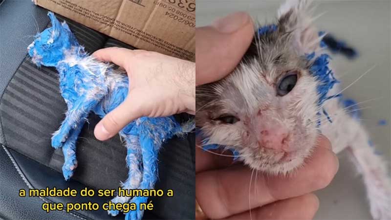 Ativista resgata gato banhado em tinta óleo e emociona web compartilhando a recuperação do animal; assista