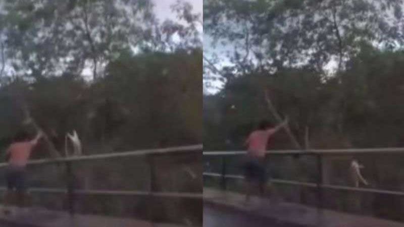 Vídeo mostra homem jogando gato de cima de ponte em Manaus, AM