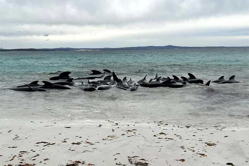 Morrem 97 baleias-piloto encalhadas no oeste da Austrália