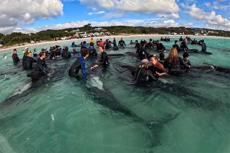 Funcionários e voluntários de agências governamentais tentando salvar as 46 baleias-piloto que ficaram encalhadas na praia de Cheynes, na Austrália — Foto: Department of Biodiversity, Conservation and Attractions