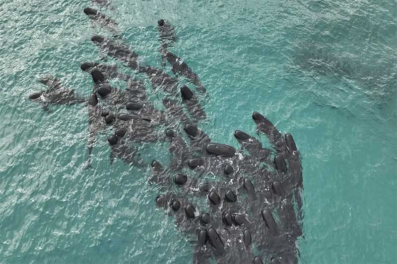 Grupo de baleias-piloto encalhada na costa da Austrália em 26 de julho de 2023 — Foto: WA Department of Biodiversity, Conservation and Attractions / AFP