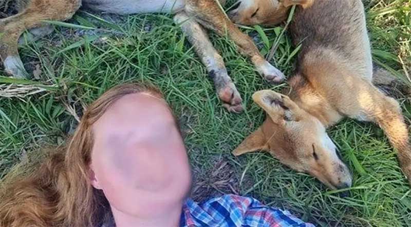 Turistas são multados por ignorar onda de ataques e tirar selfies com cães selvagens na Austrália
