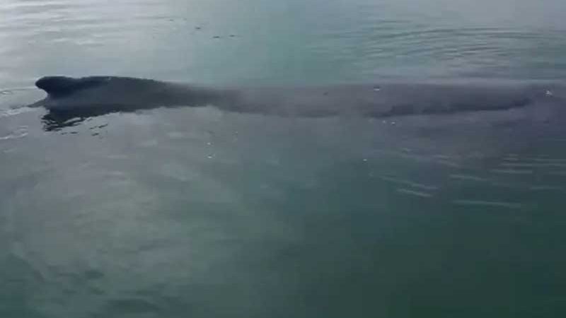 Baleia encalha em praia da Baía de Todos-os-Santos; veja vídeo