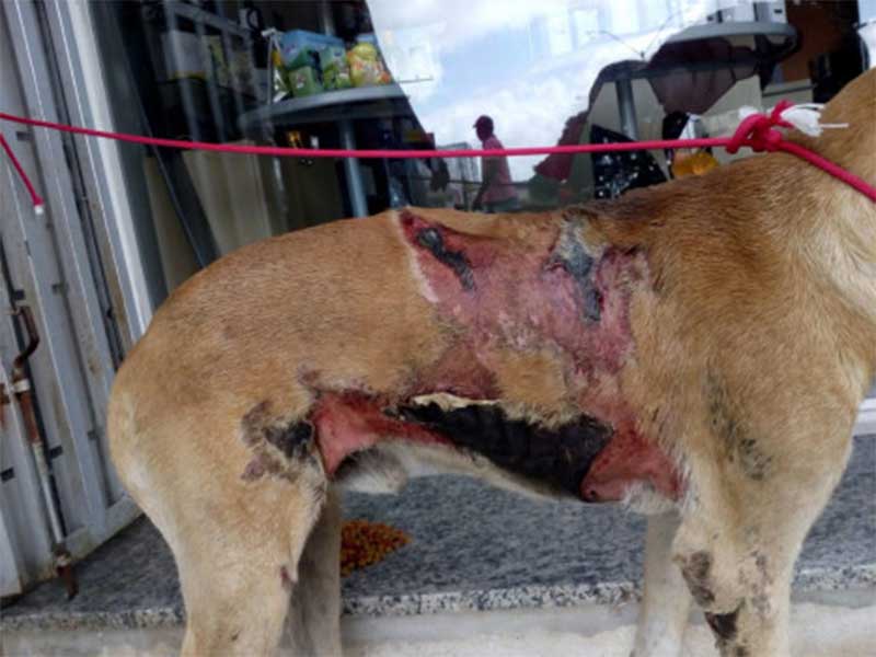 Cachorro é queimado com água quente em Ipirá, BA