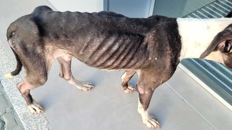 Cachorro é visto bastante debilitado em concessionária de Salvador (BA) e funcionários pedem ajuda