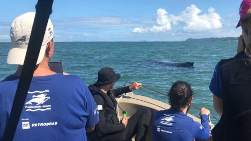 Baleia jubarte desencalhada na Baía de Todos-os-Santos volta a encalhar