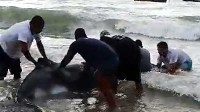 Filhote de baleia-jubarte morre após encalhar em praia no distrito de Trancoso, em Porto Seguro, BA