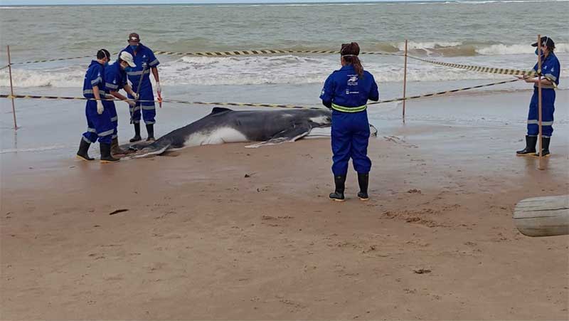 De julho até final de outubro, é comum a presença de baleias jubarte na costa brasileira