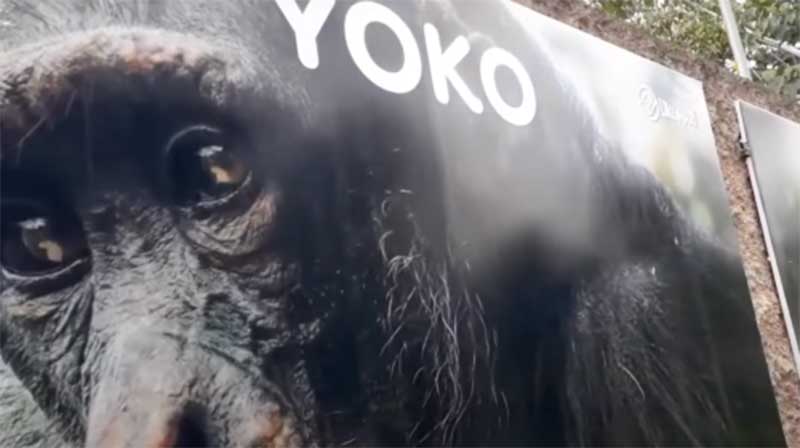 Pedido para transferir o chimpanzé Yoko de zoológico colombiano para o santuário brasileiro