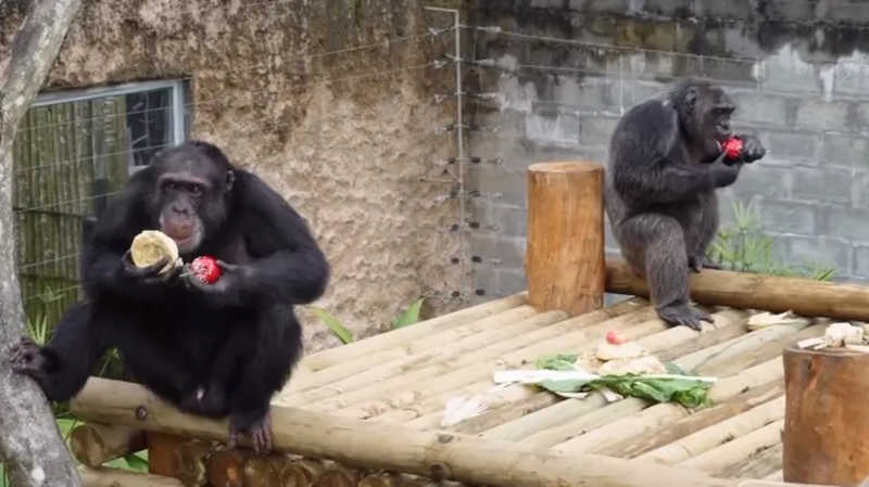 Policiais e militares matam dois chimpanzés que fugiram de zoológico na Colômbia; vídeos