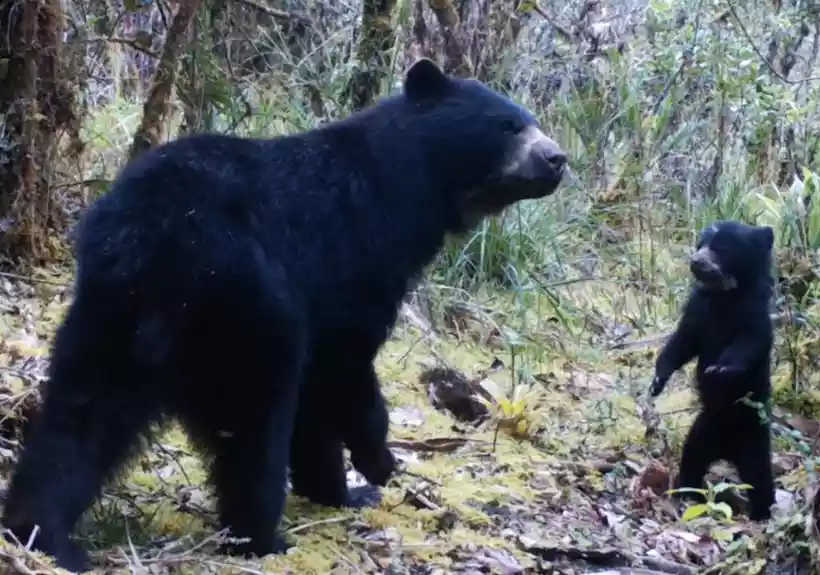Há cerca de 8.000 ursos-de-óculos na Colômbia, espécie que é considerada ameaça da extinção. Foto: Mauricio Vela-Vargas / AFP