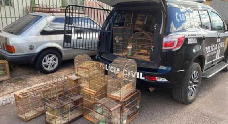 Polícia prende um homem e resgata 8 cães e 31 pássaros em operação contra maus-tratos a animais no DF