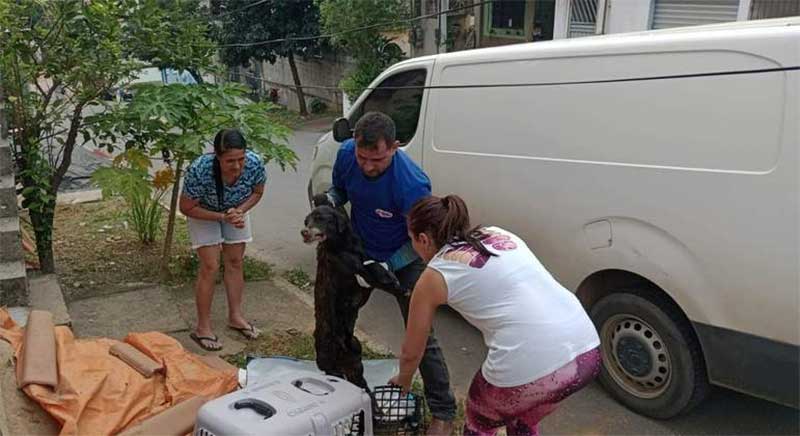 Cachorro enterrado vivo em Cariacica (ES) não resiste à cirurgia e morre