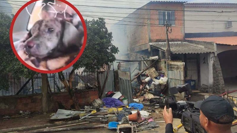 Cachorro resgatado em incêndio na Serra (ES) não resiste aos ferimentos e morre