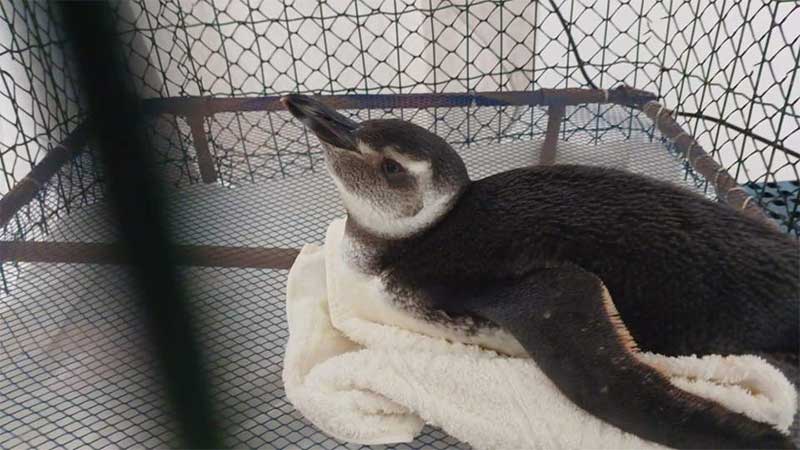 Pinguim é resgatado no litoral do ES; saiba o que fazer nestes casos