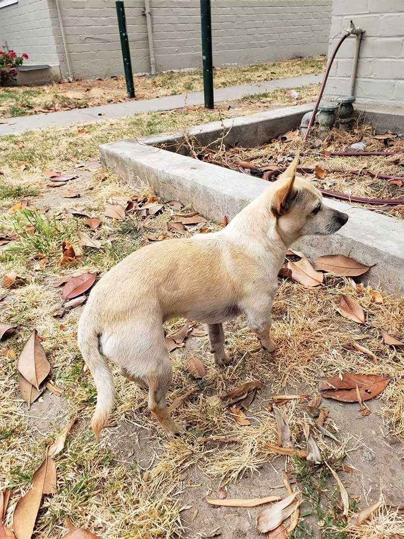 Cachorro abandonado se recusa a sair de esquina onde viu sua família pela última vez (Reprodução/Suzette Hall)
