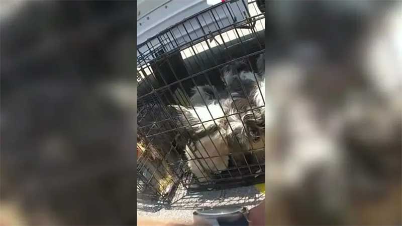 Quase 40 cães resgatados de caminhão sufocante enquanto as temperaturas de Oklahoma sobem