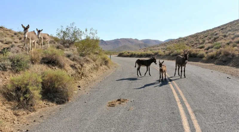 Cinco burros são encontrados mortos no Parque Nacional do Vale da Morte, nos EUA
