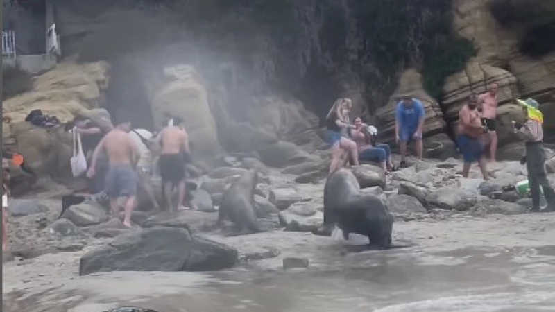 Leões-marinhos reagem e avançam contra banhistas em praia com aviso “não se aproxime”