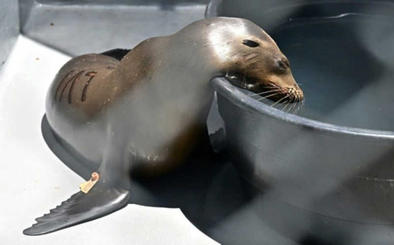 Intoxicação sem precedentes de animais marinhos sobrecarrega voluntários na Califórnia, EUA