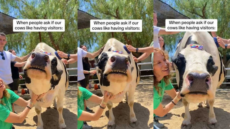 Vaca encanta ao receber carinho e viraliza: ‘Cachorrinho gigante’