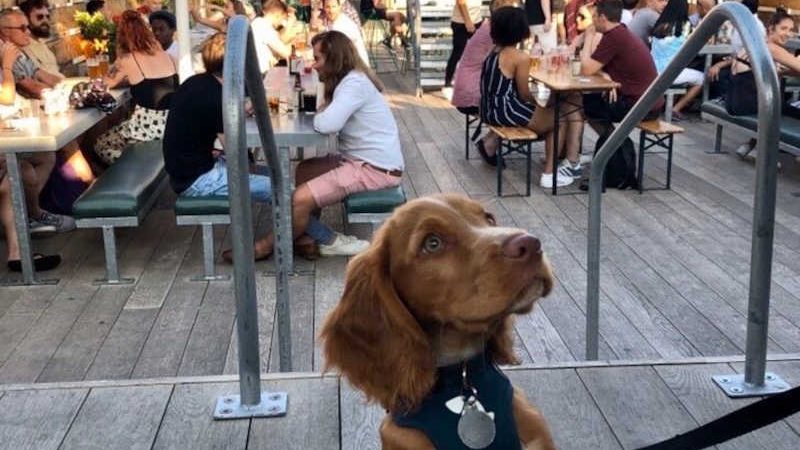 Homem critica restaurante por deixar entrar cães e resposta do dono torna-se viral