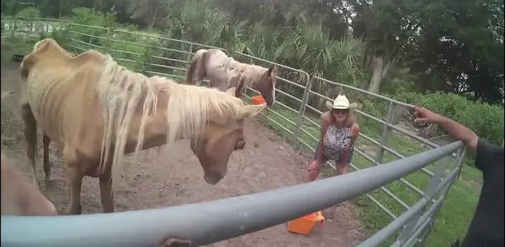 Quatro cavalos desnutridos e negligenciados que vivem em fazenda na Flórida são resgatados pelas autoridades