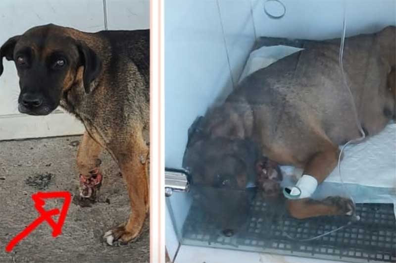 Protetores de animais de Catalão (GO) se unem para ajudar cadelinha ferida em situação de rua