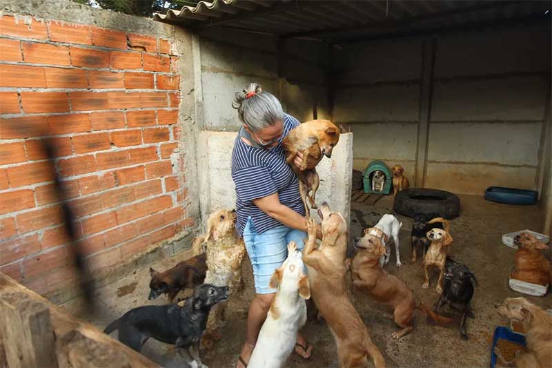 Abrigo de animais busca alternativa para cuidado de 700 cães e gatos para evitar despejo de terreno