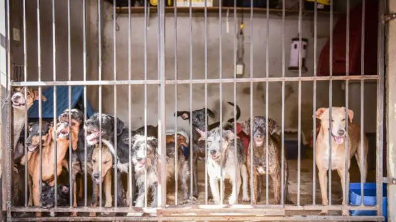Abrigos de animais abandonados relatam descaso e omissão da Prefeitura de Goiânia