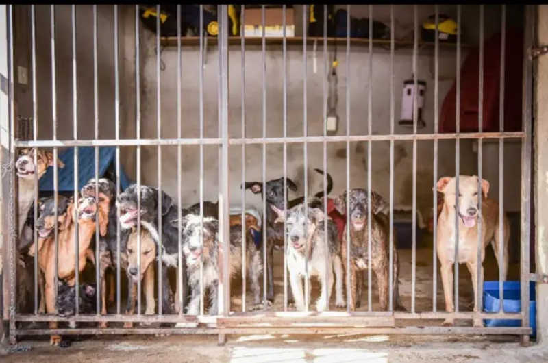 Abrigos de animais abandonados relatam descaso e omissão da Prefeitura de Goiânia