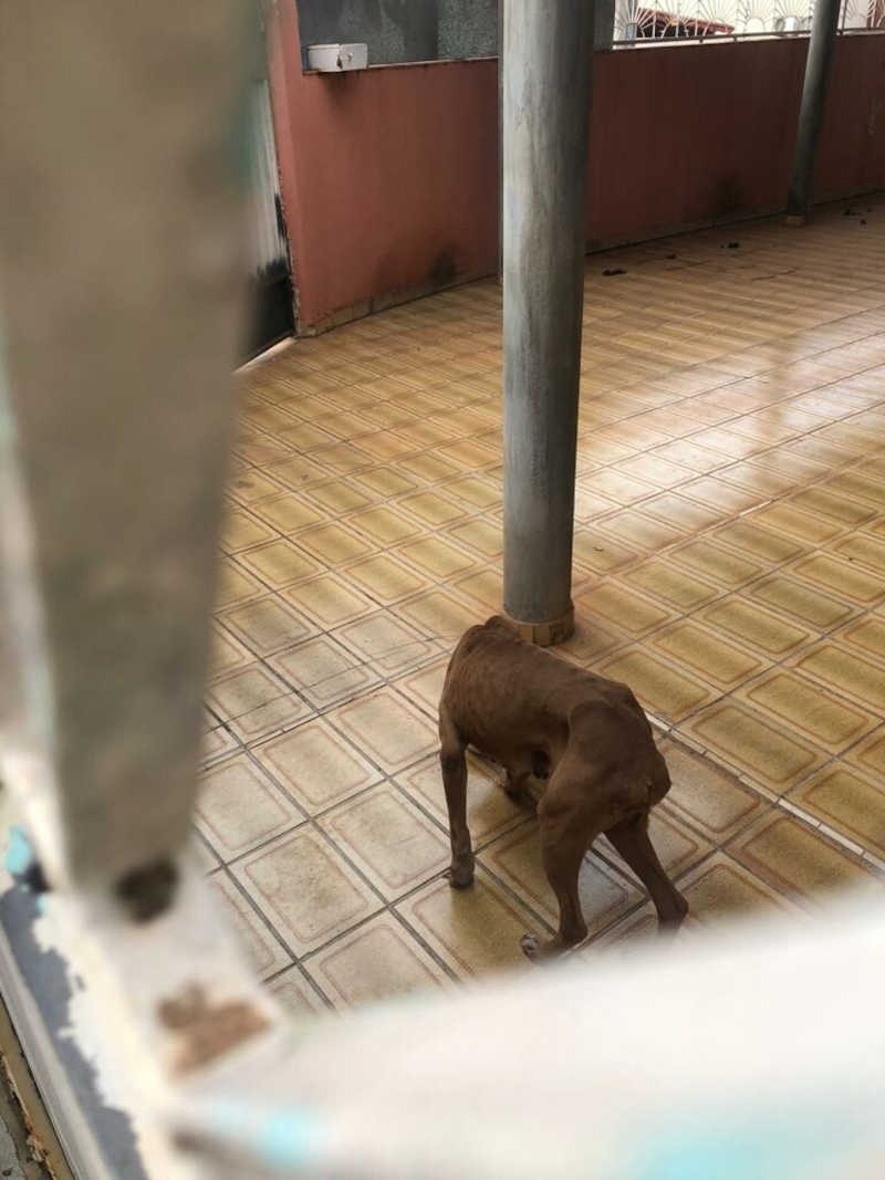 Tutor de cachorro é preso por maus-tratos em Inhumas
