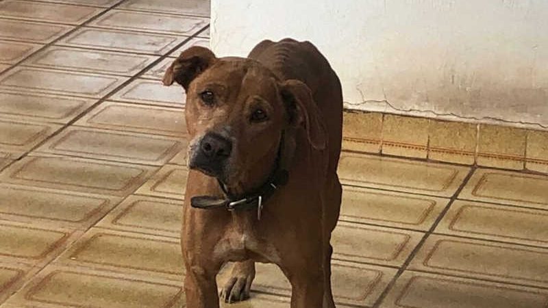 Tutor de cachorro é preso por maus-tratos em Inhumas, GO