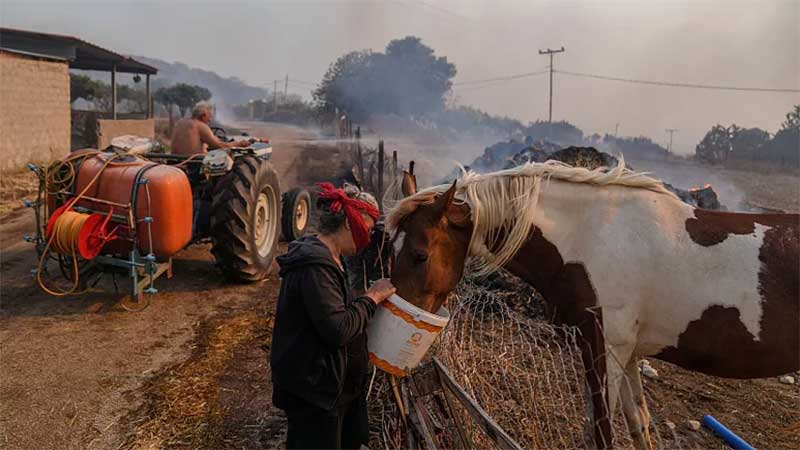 ‘Todas as vidas têm valor’: ativistas apelam às pessoas para não deixarem os animais para trás nos incêndios florestais na Grécia