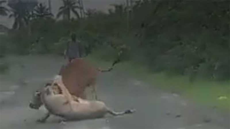 Homem salva vaca de ataque de leoa em imagens impressionantes; VÍDEO
